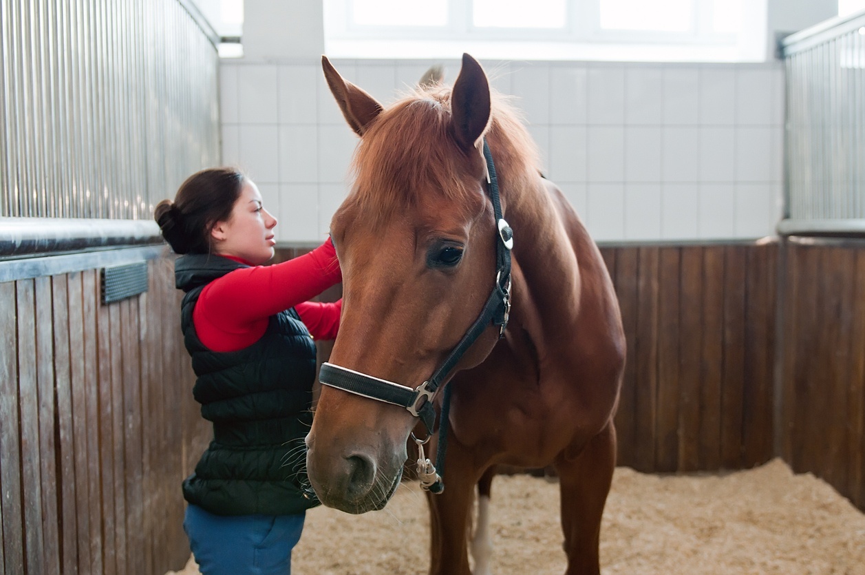 beha eer vork Paarden Opleiding | Voordelig studeren met NHA
